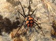 Арахнолог рассказал, какие ядовитые пауки кусаются в Сибири