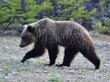 Медведи прогнали туристов с побережья Байкала