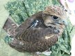 Редкие птенцы-подкидыши успешно вылетели из гнезд в Южной Сибири