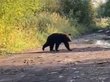 Навестившего Анжеро-Судженск медведя выгнали домой