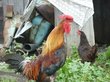 Верховный суд наказал дачницу за куриц на участке