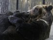 Медведи Новосибирского зоопарка переедут в новые вольеры летом