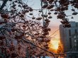 Постепенное похолодание пообещали Новосибирску