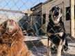Забайкальский депутат призвал «ставить к стенке» защитников собак