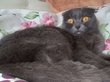Житель Бурятии выставил на продажу кошку с «сомнительным интеллектом»