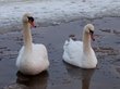 Уникальную пару зимующих лебедей заметили в Иркутской области
