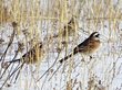 Стаю овсянок заметили зимой в иркутском заповеднике впервые за 30 лет