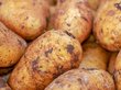 Наука полностью расшифровала геном картофеля