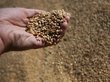 Аналитик предрек миру голод без российской пшеницы