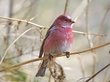 Розовую птицу сфотографировали в «Шушенском бору»