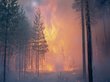 Детский лагерь сгорел в Омской области при пожаре в сосновом бору