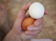 Две штуки в день: в чем польза и вред куриного яйца