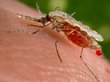 Ученые ИЦиГ расшифровали геном малярийного комара