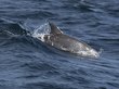 Военные дельфины защитят Севастополь