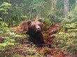 Пенсионер из Иркутска отбился от медведя ножом