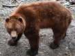Женщина в Красноярском крае отогнала медведя уговорами