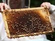 Более 6 млн пчел погибли в Красноярском крае