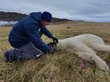 Ветеринар спас белую медведицу с застрявшей в зубах банкой