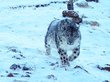 Новый снежный барс обнаружен в горах Алтая