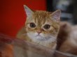 Кошек в Польше признали «чужеродной формой жизни»