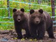 Медвежат-сирот выпустили в дикую природу Горного Алтая