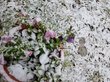 Первый снег выпал в Новосибирске. ВИДЕО