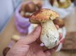 Европейское СМИ рассказало о полезных свойствах грибов