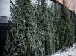 Половина россиян сэкономит на новогодней елке