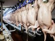 Дефицит мяса птицы образовался в России