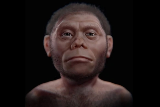 Облик древнего «хоббита» вида Homo floresiensis