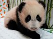 Выбрано имя для маленькой панды из Московского зоопарка
