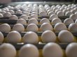 Президент России объяснил рост цен на яйца
