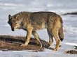 Зомби-вирус заподозрили у загрызшего россиянку волка