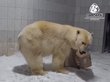 Новосибирская медведица Шайна переехала к опасному жениху