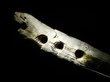 Раскрыта загадка древнего артефакта из слоновой кости
