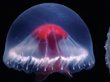 Найдена удивительная медуза с красным крестом. ФОТО