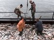 Россия лишила Британию права ловить рыбу в Баренцевом море