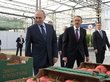 Путин выбрал между огурцом и помидором
