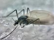 Зимние комары проснулись на Алтае. ФОТО