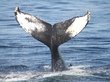 Король новозеландцев потребовал признать китов личностями