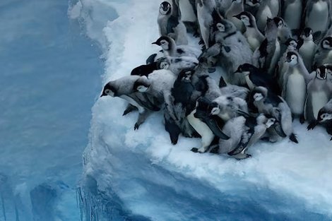 Пингвины совершают первый прыжок в океан