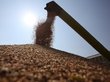 Непогода в России ударила по мировому рынку пшеницы