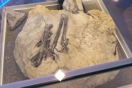 Остатки Киякурсор лонгипес, найденные в Кузбассе