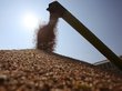 Россия займет четвертую часть мирового рынка пшеницы