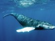 Пандемия коронавируса сделала китов счастливыми