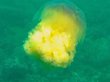 Гигантская медуза с «золотой гривой» попала на видео