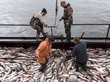 Европа рекордно закупилась российской рыбой