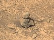 Пыльного «снеговика» нашли на Марсе. ФОТО
