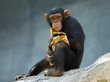 Ученые нашли удивительное сходство между людьми и шимпанзе