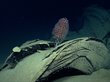 Геологи обнаружили на океанском дне «темный кислород»